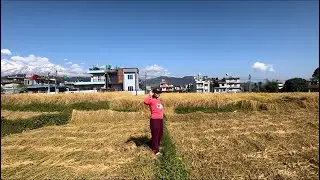 Final Rice Harvest 🌾 | Wrapping Up Dhan Bhari & Back to India 🇮🇳