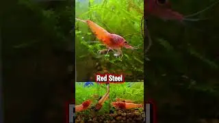 Red Steel &hearts;️ #shrimp #caridina #dwarfshrimp #aquatics #pretty #aquarium