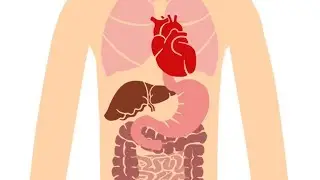 Endless Curiosity: 3D Printed Organs