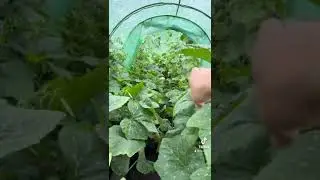 #jungle inside the poly tunnel at the #allotment  #nature #growyourownfood #birmingham 2022