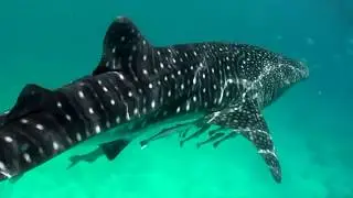 Diving the Coral Triangle - a dive travelogue