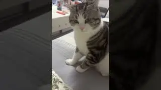 The Cat&rsquo;s Complaint #cat #catlover #funnycats #animals #pets #cute #cutecat