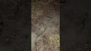 Spotted Salamander Migration