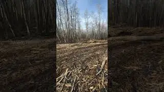 Snow or Shine we mulch #mulching #equipment #alberta #construction #mulcher #excavator #work
