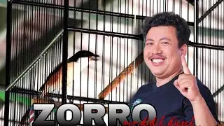CENDET ZORRO MILIK MR.DIDIK DIESEL FALS BF
