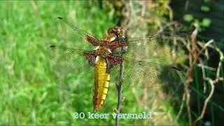 Uitsluipen Platbuik libelle op 17-5-2022
