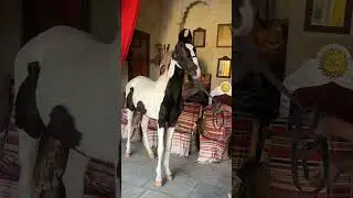 Colt sire Aalamguman 68+ Dam Alibaba line WhatsApp 8949196130 #marwaribreed #macadams #horse