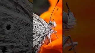 Macro photography tricks with mobile #shorts #macrophotography #phototech