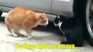 Gatos falantes