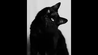 The Healing Power of Cat Purrs: How Your Feline Friend Helps You Heal!