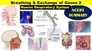 Breathing 2 | Human Respiratory System | Pharynx | Nasal chamber | Larynx | Trachea | Alveoli