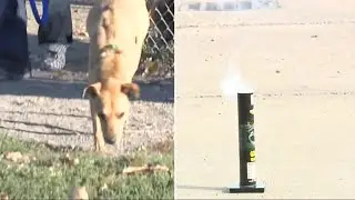 Keeping pets safe during fireworks season