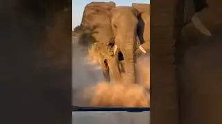 The elephant almost  scared the tourists