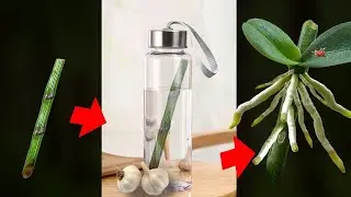 #19🌱 Aloe, Rice & Garlic: The Secret to Orchid Revival  @BlissfulGarden6