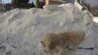 GoproBros & (The dog Charlie) short film