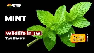 Twi Name for Mint: Asante Twi | African Food in Twi | Ghana Herbs | Plants of Ghana in Twi