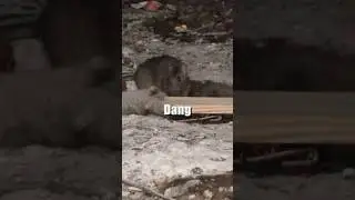 Rat mourns after losing both his cousins