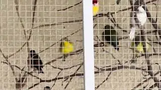 KEEPING YOUR BIRDS SAFE DURING RAINY DAYS STILL ACTIVE INSIDE OUR WINTER GARDEN AVIARY ENJOYING TOYS