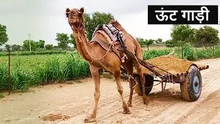 रेगिस्तान में ऊंटगाड़ी | Camel Cart Ride | Rakesh Indlia Vlog