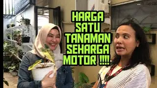 Koleksi tanaman sultan Part 1