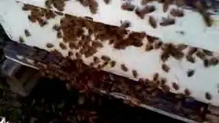 Swarm leaving the hive