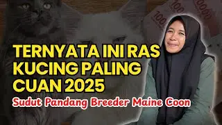 Breeder wajib tau hal ini!!! Ras Kucing Paling Cuan 2025!