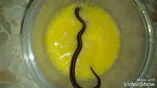 STRIPE KUKRI SNAKE FEEDING AND RELEASE