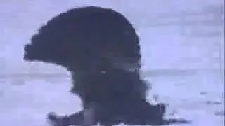 Der Rackelhahn - ein unfruchtbarer Bastard