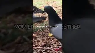Agressive Pigeon Behaviour
