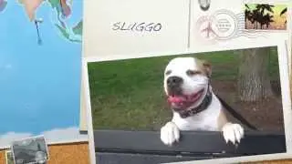 Chicago Dog Training - SLUGGO the Old English Bulldog
