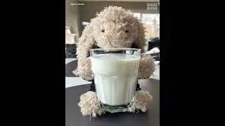 Milky start for the day! #cute #food #jellycat