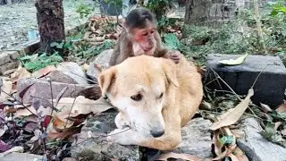 Watch These Monkeys and Dogs Become Unexpected Friends #monkeyvideo #monkeychallenge #monkeylove