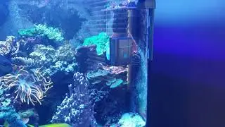 Robosnail