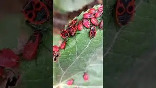 Do you like Firebugs? Fire Bugs in a Warm Day of Autumn. 16.september.2022. Kyiv, Ukraine.