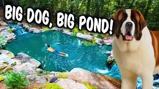 Huge Dog, Huge Pond, Great Swim