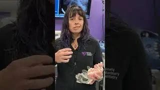 Dr. Keaten at Mainely Veterinary Dentistry explains Periodontal Disease in Animals and People