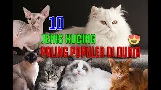 10 JENIS KUCING PALING POPULER DI DUNIA