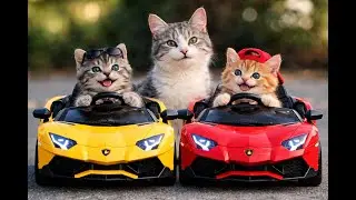 Cute Mother Cat Gifts Her Kittens Luxury Toy Cars – Viral Cat Story🐾🚗