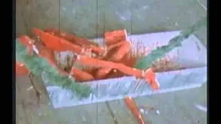 The Plastic People Of The Universe - Co znamená vésti koně (1981)