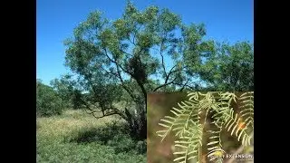 Honey Mesquite