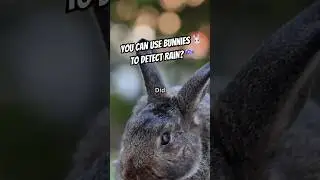 🌩️🐇 Как кролики распознают грозу до её начала