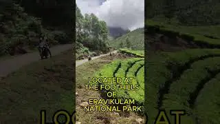 TEA PLANTATION IN KERALA #shorts  😍🥰👨🏾&zwj;🤝&zwj;👨🏼