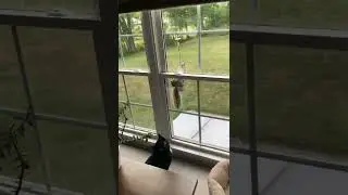 A strange interaction between cat and a local squirrel #FunnyCatVideos #AnimalsBeauty #FunnyAnimal