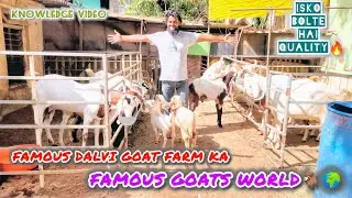 Quality Goats Of FAMOUS DALVI GOAT FARM in Reasonable Price😍 || BreeDing SeTup GoAts For SaLe🔥💯 ||