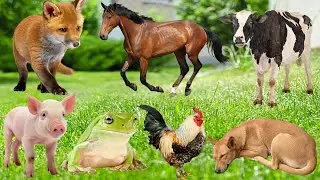 Farm Animal Sounds - Donkey, Pig, Chicken, Rabbit, Cow, Dog, Goose, Sheep- Animal Video