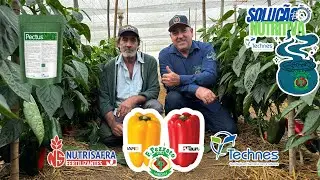 👨‍🌾🫑 Produtor Rural de Pimentão Taurus e Camaro relata estar satisfeito com Produtos da F.Pezzato 🇧🇷