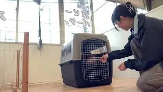 20251229 カリンちゃん　クレートin練習！