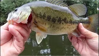 Lehigh River, Easton PA.  7/2/21 Fishing and river otters