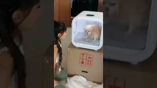 I Bought My Dog A Fancy Pet Dryer
