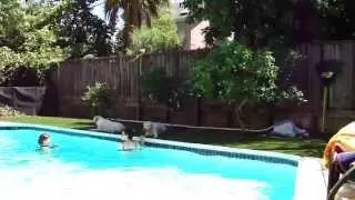 Tank and Growlypants Sparring Poolside